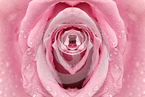 Erotic metaphor design. Rose bud with petals and water drops resembling vulva. Beautiful flower as background, closeup photo