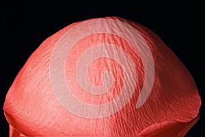 Erotic scarlet rose petals