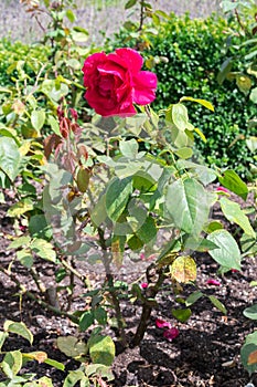 Erotica tehybrid tantau rose flower photo