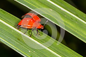 Erotylid Beetle