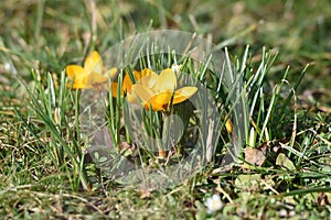 First crocus in spring in the Salzkammergut Upper Austria, Austria