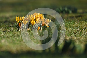 First crocus in spring in the Salzkammergut Upper Austria, Austria