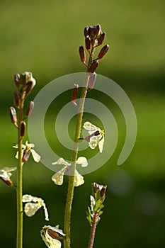 Eruca sativa plant in bloom close-up, arugula flowers in spice garden in spring