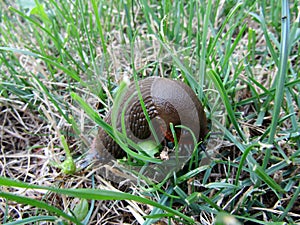 Eruopean Black Slug in green grass photo