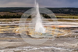 Erupting Clepsydra Geyser in the Lower Geyser Basin in Yellowstone National Park