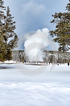 Eruption of Ole Faithful in Yellowstone park in winter