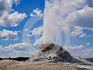 Eruption of White Dome Geyser in Yellowstone National Park, Wyoming, USA.