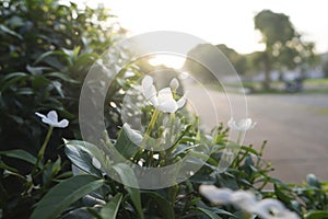 Ervatamia on Bokeh backgound.