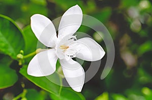 Ervatamia In Close Up View