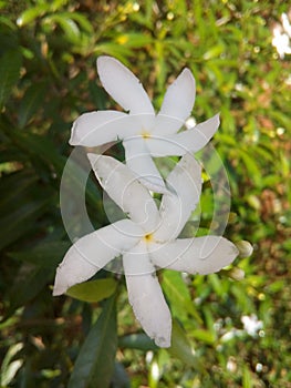 Ervatamia divaricata aka Wathusudda white tropical flower