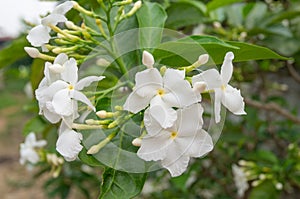 Ervatamia flower