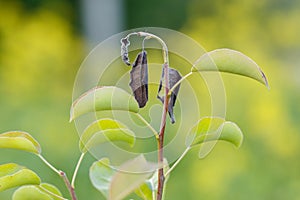 Bacterias árboles hojas. enfermedad de árboles 