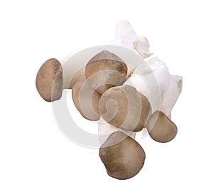 Eryngii mushroom or King oyster mushroom on a white background