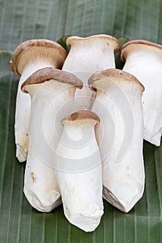 Eryngii mushroom (Pleurotus eryngii) on banana leaf