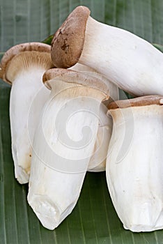 Eryngii mushroom (Pleurotus eryngii) on banana leaf photo