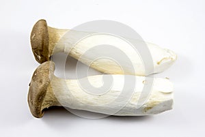 Eryngii Mushroom photo