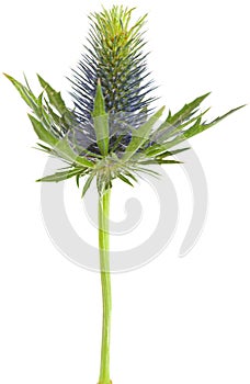 Eryngium