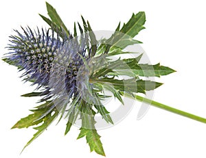 Eryngium