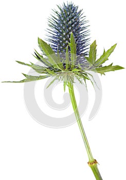 Eryngium