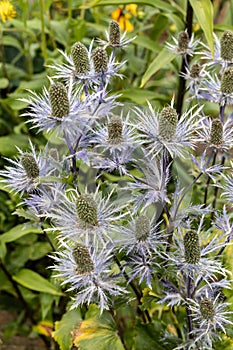 Eryngium alpinum 'Blue Jackpot' also known as Blue Sea Holly