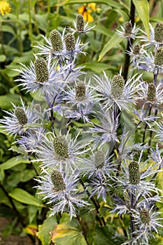 Eryngium alpinum 'Blue Jackpot' also known as Blue Sea Holly photo