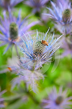 Eryngium alpinum (Blue Star)