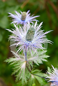 Eryngium alpinum (Blue Star)