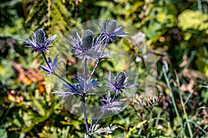 Eryngium alpinum flower growing in meadow, close up