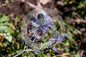 Eryngium alpinum flower growing in meadow, close up