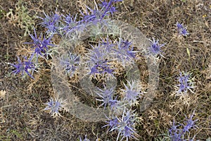 Eryngium alpinum is a perennial herb in the family Apiaceae, Eryngium planum Blue Sea Holly in garden photo