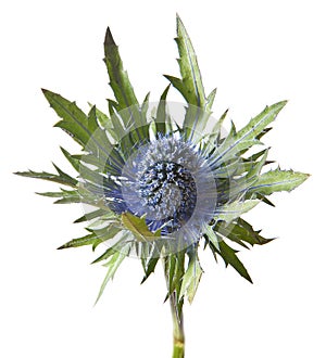 Eryngium alpinum thistle plant photo