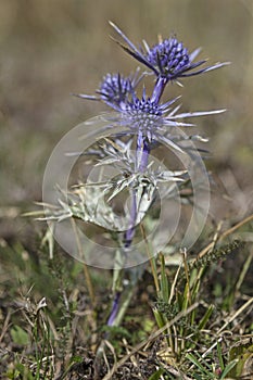 Eryngium amethystinum