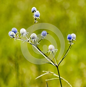 Eryngium aquaticum - known by the common name marsh rattlesnake master, corn-snakeroot, bitter snakeroot in North Florida