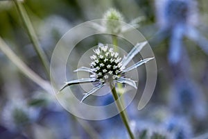 Eryngium Big Blue - Sea Holly. Close up picture