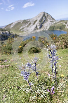 Eryngium bourgatii Mediterranean sea holly flowers