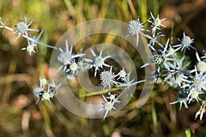Eryngium campestre, field eryngo flowers closeup selective focus