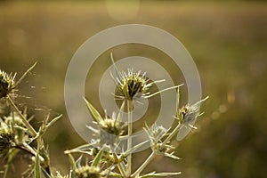Eryngium campestre, known as field eryngo, or Watling Street thistle during the golden hour