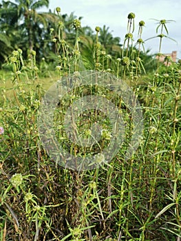 Eryngium campestre weed plant at the meadow