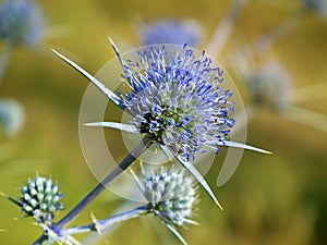 Eryngium caucasicum blue flower