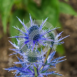 Eryngium Cobalt Star blue flower with spikes in the garden outdoors