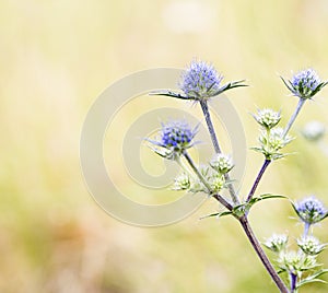 Eryngium dilatatum - Sea Holly Thistles in nature