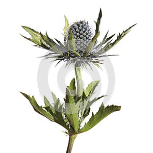 Eryngium flower isolated on white