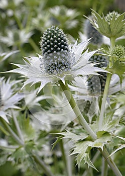 Eryngium giganteum photo