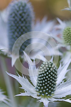 Eryngium giganteum photo