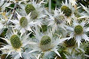 Eryngium giganteum silvery plant in the garden photo