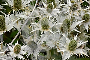 Eryngium giganteum silvery plant in the garden photo