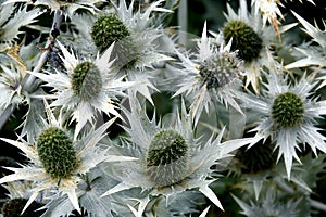 Eryngium giganteum 'Silver Ghost' / tall eryngo photo