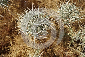 Eryngium glomeratum subsp. glomeratum grows in the wild in August. Rhodes Island, Greece