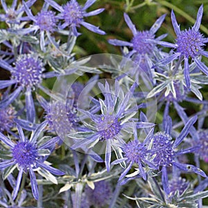 Eryngium Jade Frost