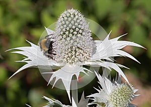 Eryngium Magnetic Attraction for Bees